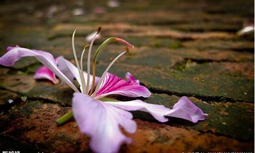 自由行走的花是什么花图片_自由行走的花是什么花图片大全