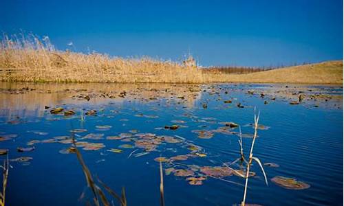 东莞湿地公园的景点介绍_湿地公园的景点介绍