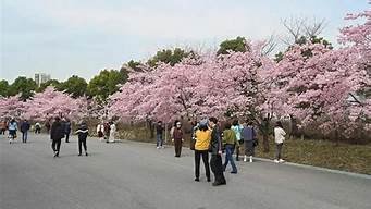 宝山顾村公园樱花节_宝山顾村公园樱花节门票价格